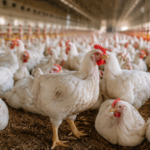 Guinée : Le gouvernement veut réduire les importations de poulet et relancer la filière avicole
