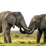 Kenya : une enquête ouverte après la mort de 15 éléphants dans l&rsquo;écosystème d&rsquo;Amboseli