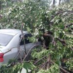 Houet : Plus de 200 arbres déracinés par un violent coup de vent à Banakélédaga