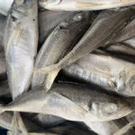 Burkina Faso : la Corée du Nord devient le premier fournisseur de poissons congelés en 2025