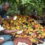 Côte d’Ivoire : un syndicat de producteurs de cacao annonce une grève illimitée