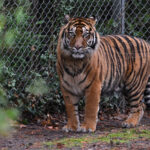Angleterre : un homme tué par un tigre dans un parc animalier